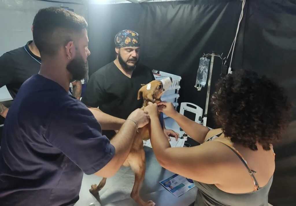 castracao-para-caes-e-gatos-em-sumare-acontecera-entre-os-dias-19-e-21