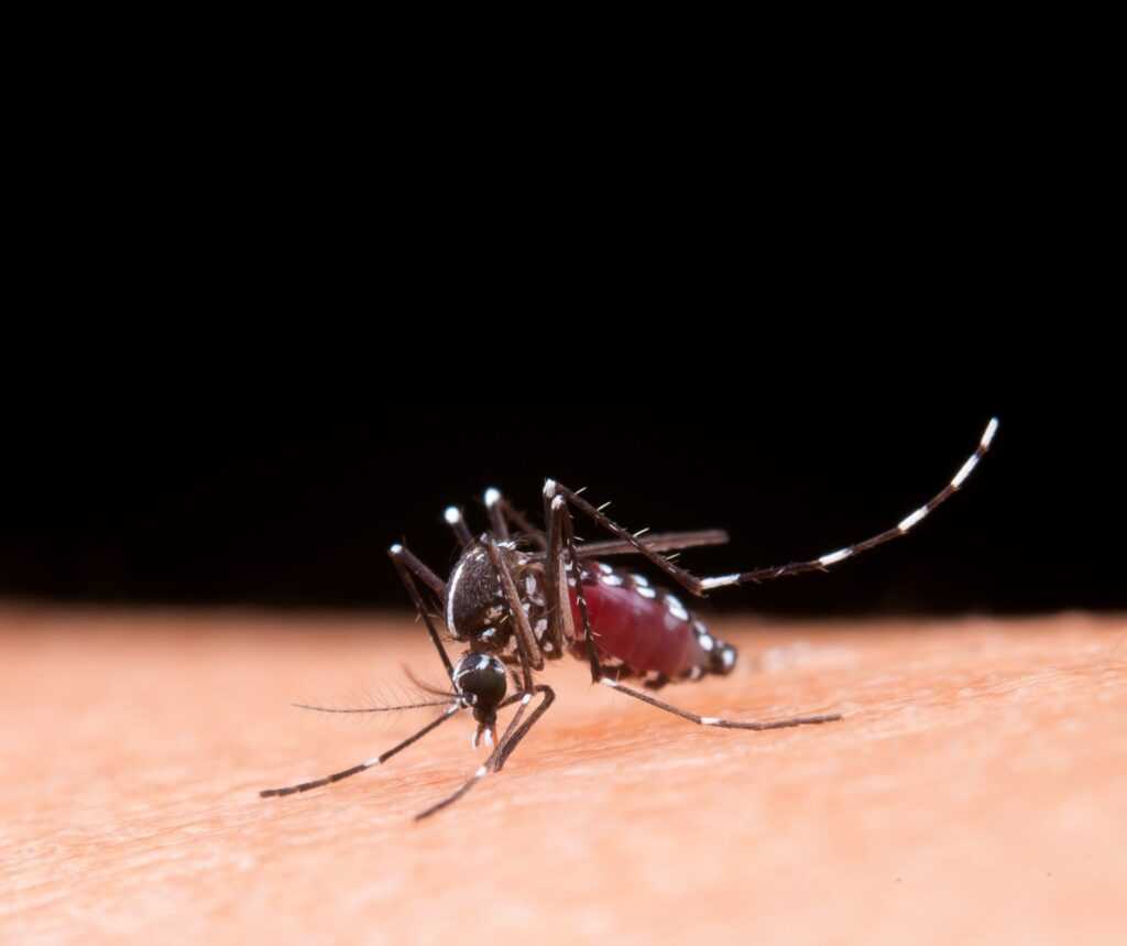 Sumaré confirma segunda morte por dengue neste ano sumare-confirma-segunda-morte-por-dengue-neste-ano