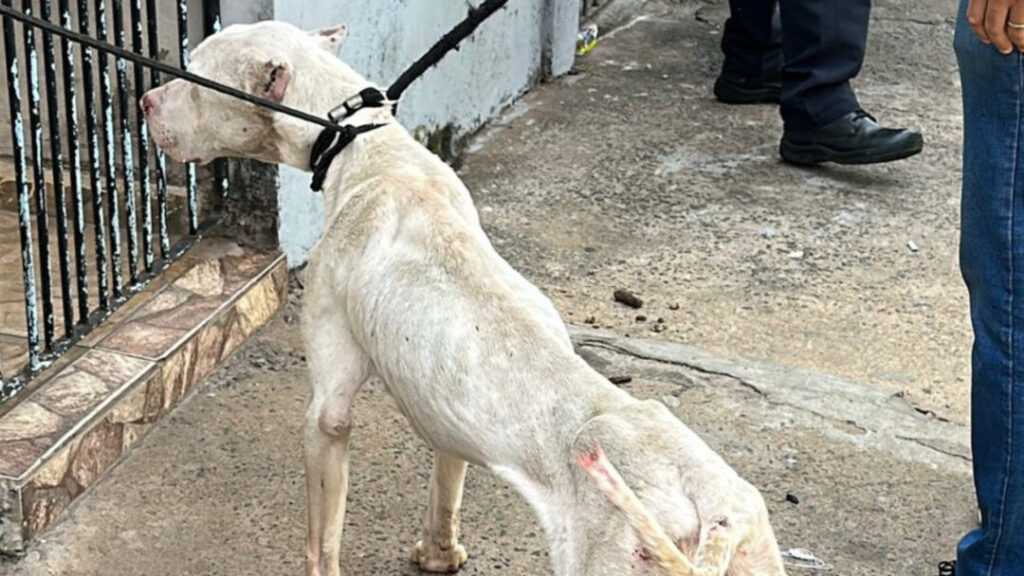 cao-vitima-de-maus-tratos-e-resgatado-em-sumare