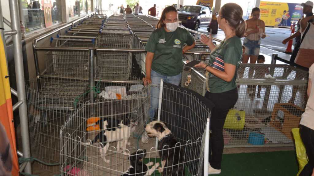 Sumaré e Hortolândia promovem feiras de adoção de cães e gatos neste final de semana sumare-e-hortolandia-promovem-feiras-de-adocao-de-caes-e-gatos-neste-fim-de-semana