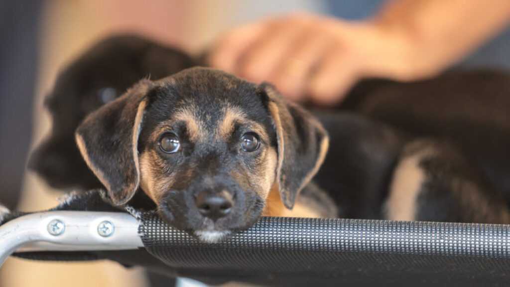 bem-estar-animal-de-sumare-realiza-feira-de-adocao-de-pets-abandonados-no-maria-antonia