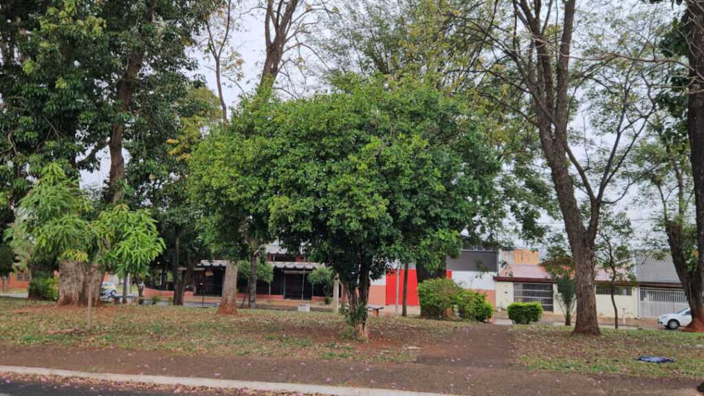 Sumaré inicia retirada de murtas para combater doença que ameaça a citricultura sumare-inicia-retirada-de-murtas-para-combater-doenca-que-ameaca-a-citricultura