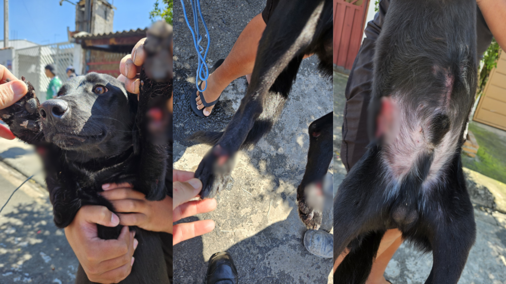 Homem é detido suspeito de arrastar cão amarrado a moto em Sumaré homem-e-preso-suspeito-de-arrastar-cao-amarrado-a-moto-em-sumare